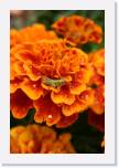 Flowers 091